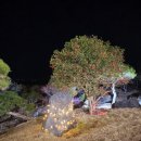 카페인하원 | 2025년 나주 연말 야경·해돋이 추천｜나주카페 이화림, 나주애견동반카페 후기