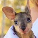 나드리에 이미지