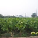 고향황토집 이미지