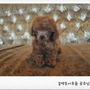 이리오개 이미지