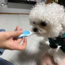 (주)선진펫 네이버블로그