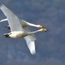 큰고니(whooper swan) 이미지