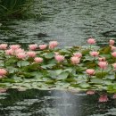 경상남도수목원(수생식물원) 이미지