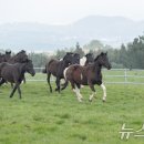 대관령 사파리 목장 이미지