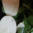 나비텃밭농원 이미지