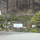 충남삼초