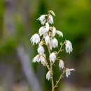 실유카(Yucca filamentosa) 이미지