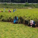 석적읍사무소 이미지