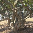 서천 마량리 동백나무 숲 이미지