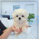 꽃강아지 이미지