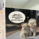 스낵키 | [광주 쌍촌동] 광주 반려동물 동반 가능한 양식집&amp;카페 "스낵키" 추천후기