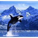 범고래PC 이미지