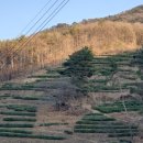 선곡다원