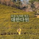 바다전망대 | 겨울 보성 여행 가볼만한 곳 - 대한다원 녹차밭 바다전망대 즐길 거리 후기