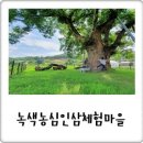 녹색농심인삼마을 | 영주 녹색농심인삼체험마을, 700년 느티나무 아래에서 힐링