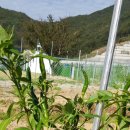 (주)고추나라 이미지