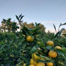 동백농장 이미지