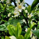 시조.소리마당 이미지