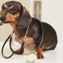 일산 클래식 동물병원 이미지