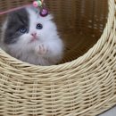 김포고양이분양 맘스캣 이미지