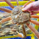 아라회대게 이미지