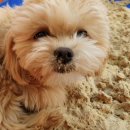 도그아레아 이미지