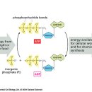 ATP와 ADP의 상호교환( Interconversion of ATP and ADP) 이미지