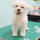 애개 하우스 이미지