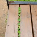 네잎클로버 이미지