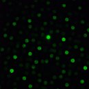 다슬기 반딧불이 이미지