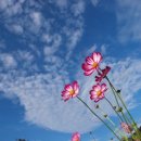 코스모스 이미지