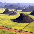 유채와바다 이미지