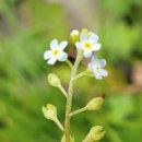 법화사지 이미지