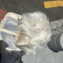 댕댕포유 | 송도애견미용 송도센트럴파크 송도애견미용실 도그포유 후기