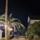 팜트리 빌리지 이미지