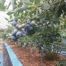 혜진농장 이미지