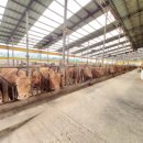 백암축산 이미지