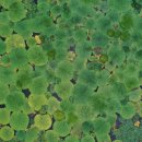 우포가시연꽃마을 이미지