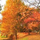 서울대학교 농업생명과학대학 실험목장 | 수원 탑동시민농장 - 도시의 심장에서 만나는 황금빛 가을 꽃대궐