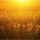 영화 `해바라기(Sunflower)` OST / Loss of Love 이미지