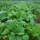 현덕 축구장 이미지