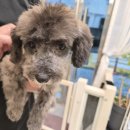 오늘DOG예쁨 이미지