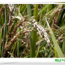 고대미농장 Daum카페