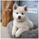 버디독 강아지분양 안심분양센터 시흥점 | 인천강아지분양 버디독 고양이분양 강아지분양 안심분양센터 인천점 방문 후기