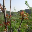 참죽나물(가죽) 부각 만들기와 짱아찌﻿ 이미지