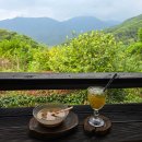 신촌민박 | 하동 인스타핫플 하늘호수차밭 비오는날 다녀온 솔직한 내돈내산 후기