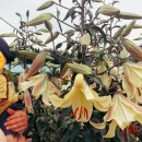 삼화농장2 이미지