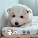 몽글몽글 네이버블로그