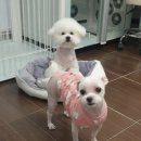 멍멍아 미용하개 이미지