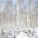 자작나무숲 이미지
